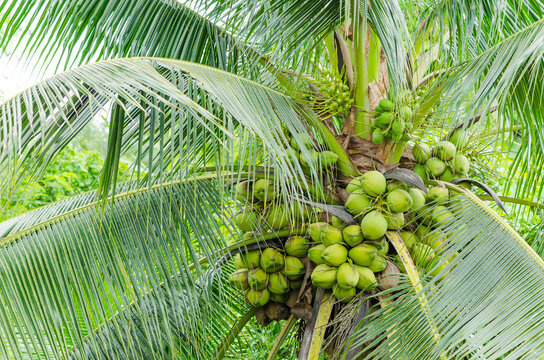 Fresh Coconut Collection