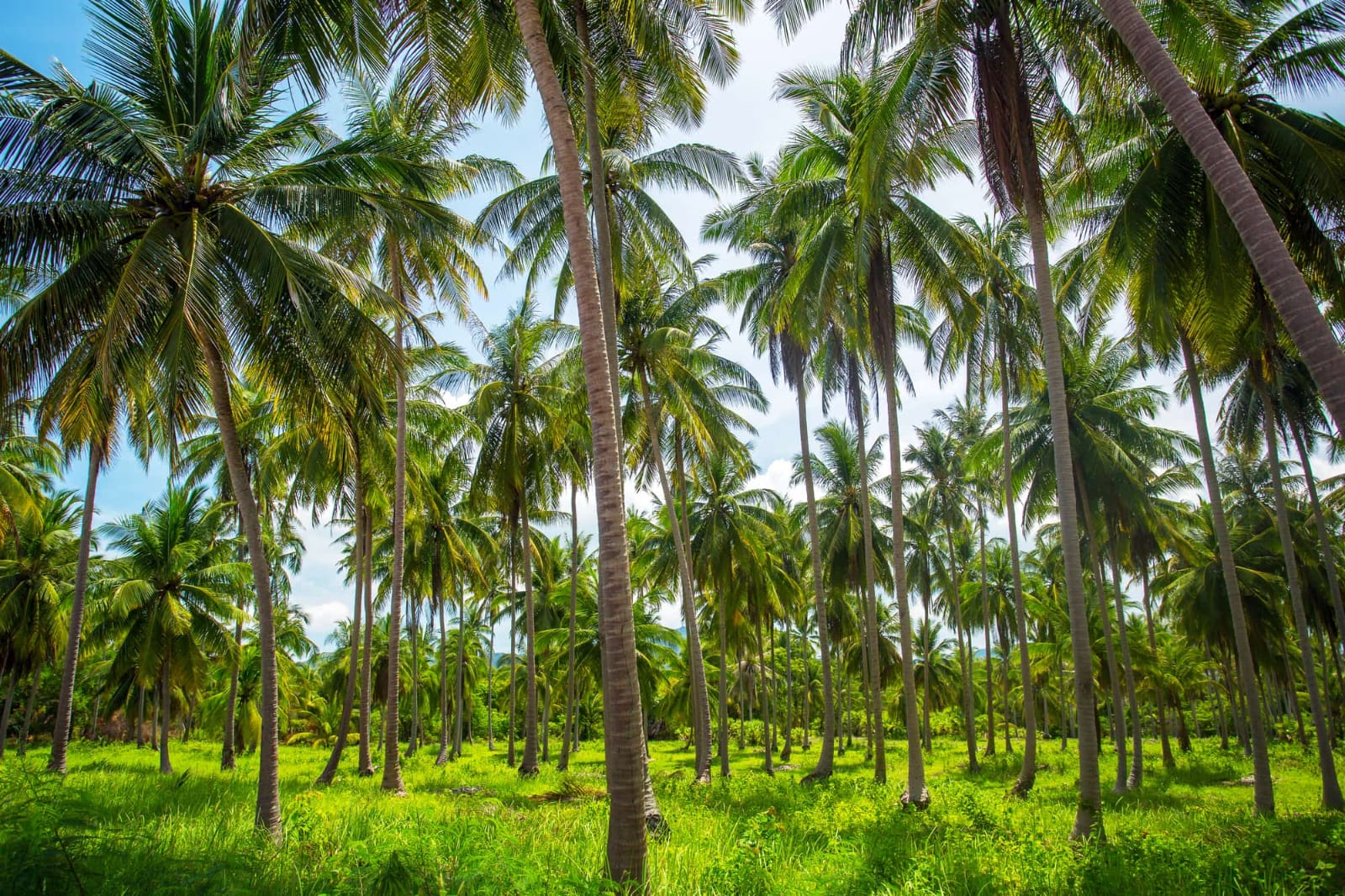 Coconut Farms