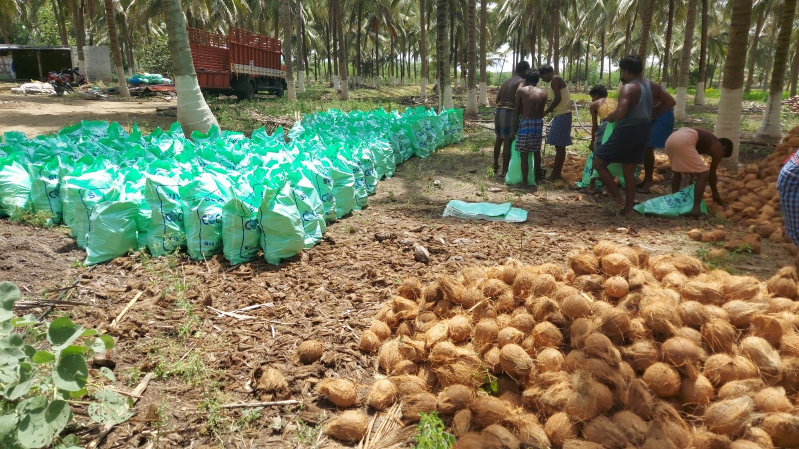 Export Bags
